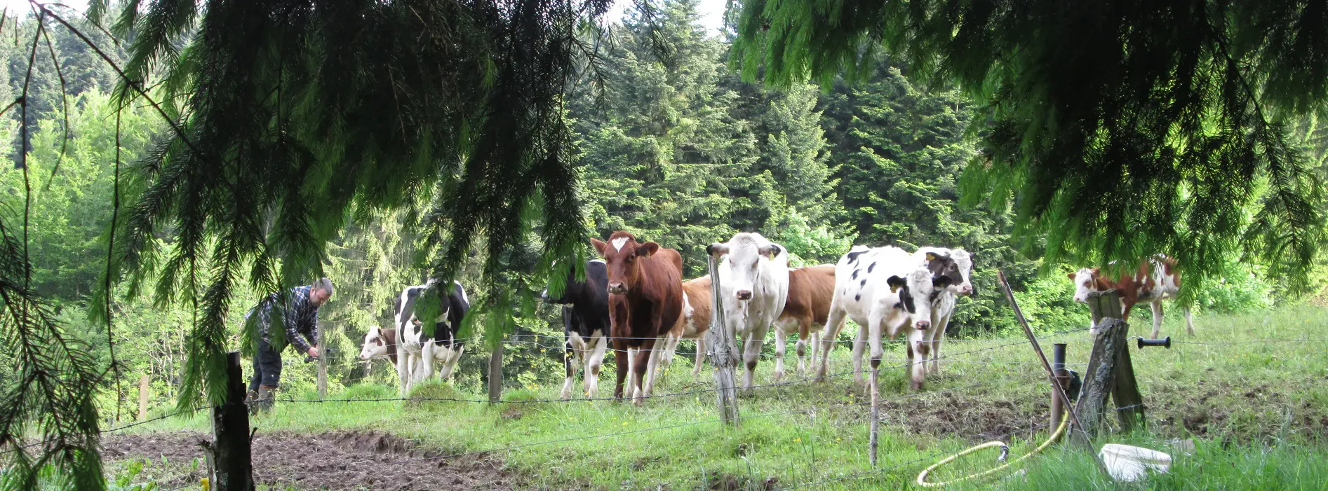 Kühe auf der Weide am Rand vom Wald